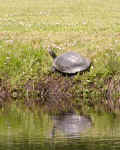 0505_Turtle_2.jpg (142502 bytes)