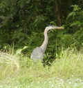 0506_Heron_2.jpg (153705 bytes)