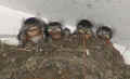 0506_Swallows_1.jpg (79418 bytes)