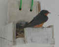 0506_Swallows_4.jpg (109976 bytes)