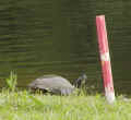 0506_Turtle_1.jpg (80782 bytes)