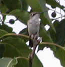 0508_HummingBird_1.jpg (42169 bytes)