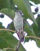 0508_HummingBird_2.jpg (27652 bytes)