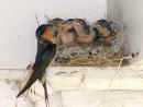 0508_Swallows_03.jpg (185823 bytes)