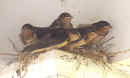 0508_Swallows_16.jpg (169842 bytes)
