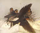 0508_Swallows_17.jpg (121383 bytes)