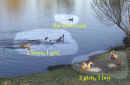 0603_CootDucks_2.jpg (154983 bytes)