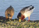 0603_Ducks2_1.jpg (131460 bytes)