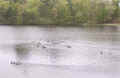 0604_DucksAgain_4.jpg (240170 bytes)