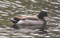 0604_DucksAgain_5.jpg (80882 bytes)