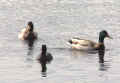 0604_DucksAgain_7.jpg (108773 bytes)