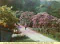 1963c_UplandsGarden_1.jpg (311105 bytes)